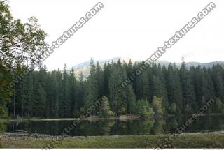 Photo Reference of Background Forest 0018